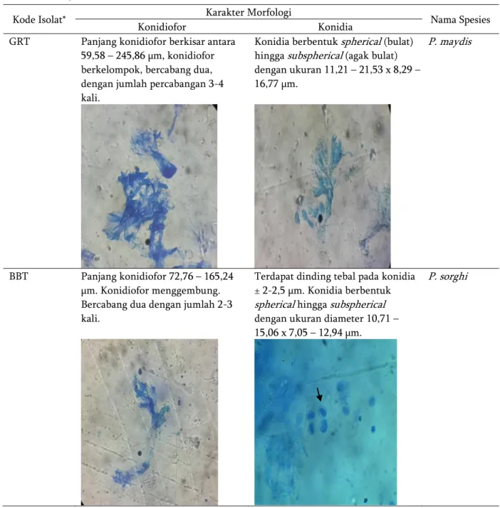 Tabel  4.  Identifikasi  spesies  penyebab  penyakit  bulai  asal  Jawa  Barat  dilihat  dari  karakteristik  morfologi  (lanjutan)