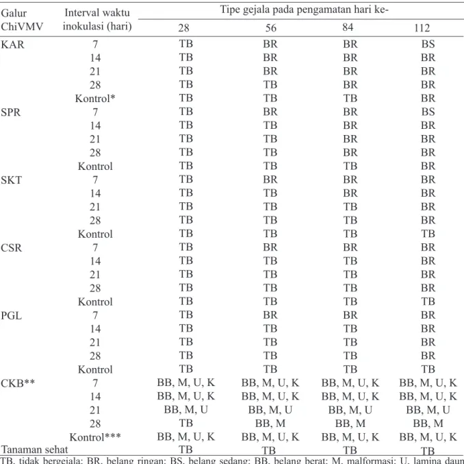 Tabel 1  Tipe gejala penyakit yang disebabkan Chili veinal mottle virus (ChiVM) pada tanaman cabai  IPB C13 pada berbagai interval waktu inokulasi antara galur lemah dan galur kuat 