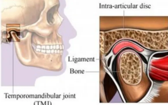 Gambar 1. Posisi Temporomandibular joint pada  tengkorak manusia . 