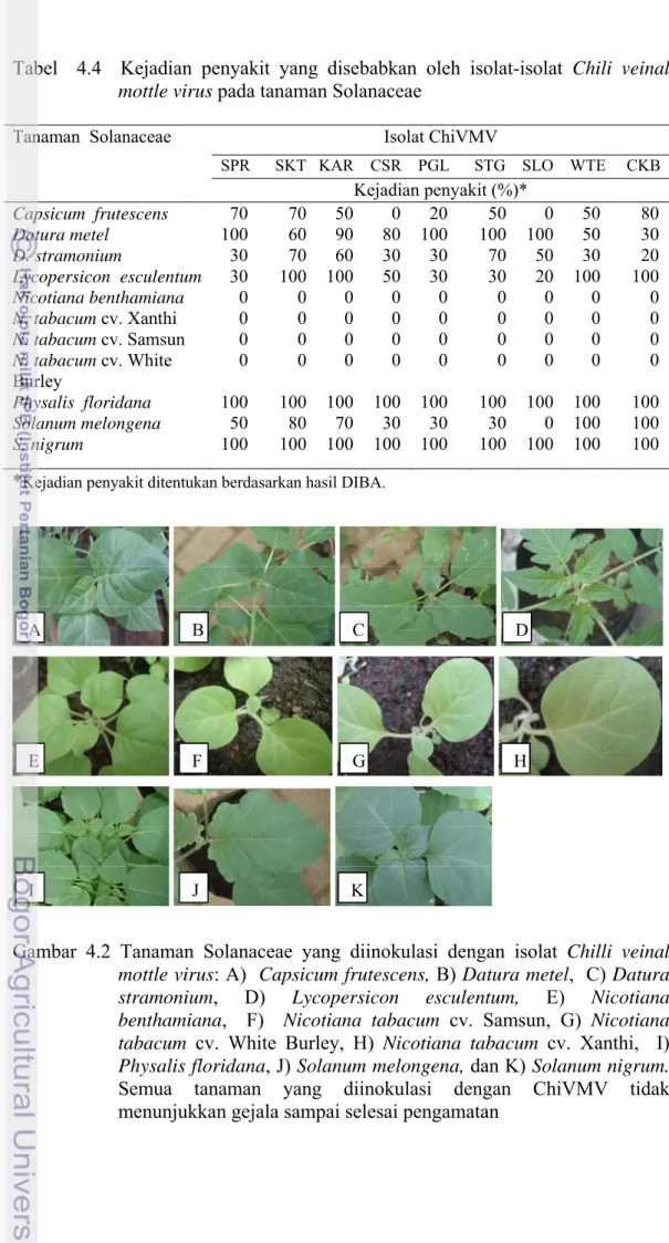 Tabel  4.4  Kejadian penyakit yang disebabkan oleh isolat-isolat Chili veinal  mottle virus pada tanaman Solanaceae  