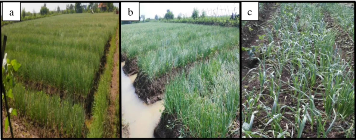 Gambar 1  Keadaan lahan pertanaman bawang pada saat pengambilan sampel daun. 