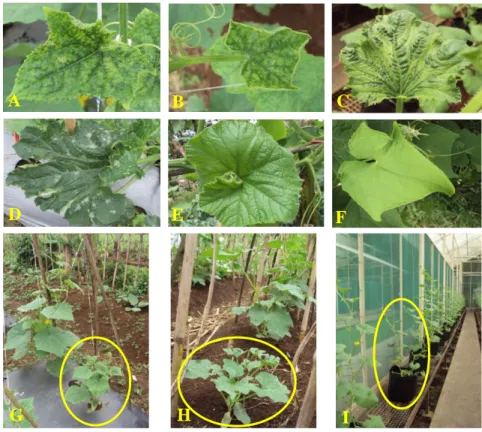 Gambar 1  Gejala tanaman Cucurbitaceae dari lapangan. A: mentimun, B: oyong,  C:  melon,  D:  zucchini,  E:  kabocha,  dan  F:  labu  siam