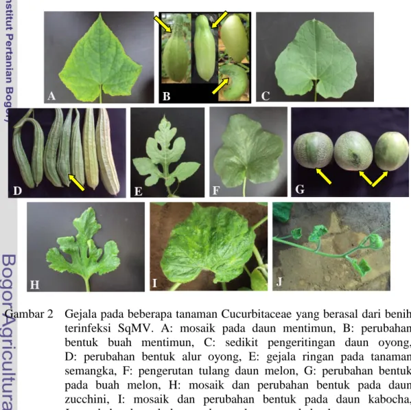 Gambar 2  Gejala pada beberapa tanaman Cucurbitaceae yang berasal dari benih  terinfeksi  SqMV