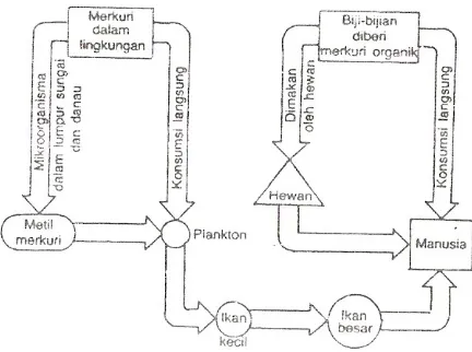 Gambar 10.8. Jalur keracunan merkuri pada manusia melalui makanan (Wilson et al, 1975).