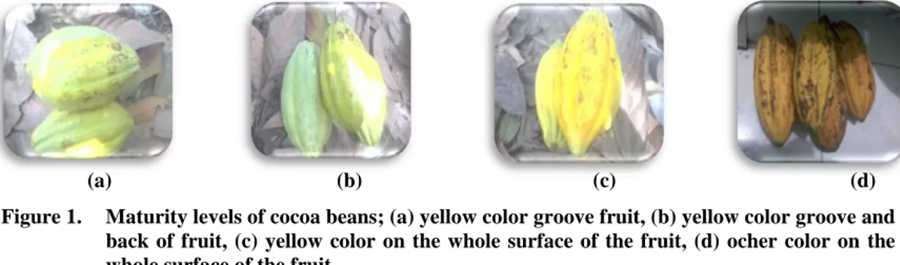 Figure 1.  Maturity levels of cocoa beans; (a) yellow color groove fruit, (b) yellow color groove and  back  of  fruit,  (c)  yellow  color  on  the  whole  surface  of  the  fruit,  (d)  ocher  color  on  the  whole surface of the fruit 