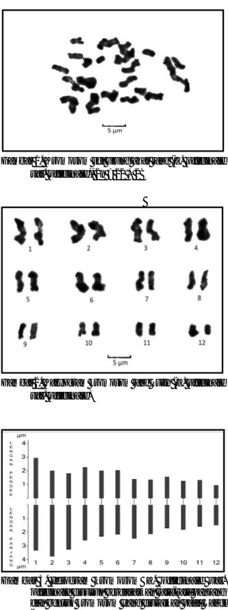 Gambar 1. Kromosom sel ujung akar jahe (Z. officinale var. officinale), 2n = 22 + 2B