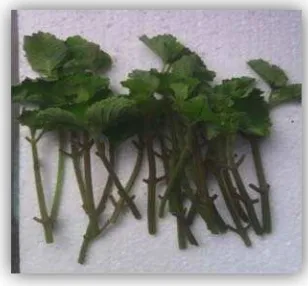 Gambar 4. Bahan stek tanaman bangun-bangun (P. amboinicus) (foto langsung) 