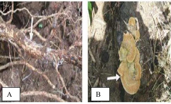 Gambar 2 Struktur Makrokopis R. microporus (A) Rhizomorf, (B) Tubuh buah (Basidiocarp) (Situmorang & Budiman, 2003) 