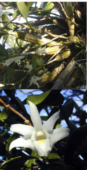 Gambar 3. Anggrek Dendrobium crumenantum 