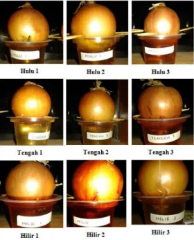 Gambar 1. Perendaman Umbi A. cepa L. dalam Air Sampel  yang Berasal dari Ketiga Lokasi Berbeda 