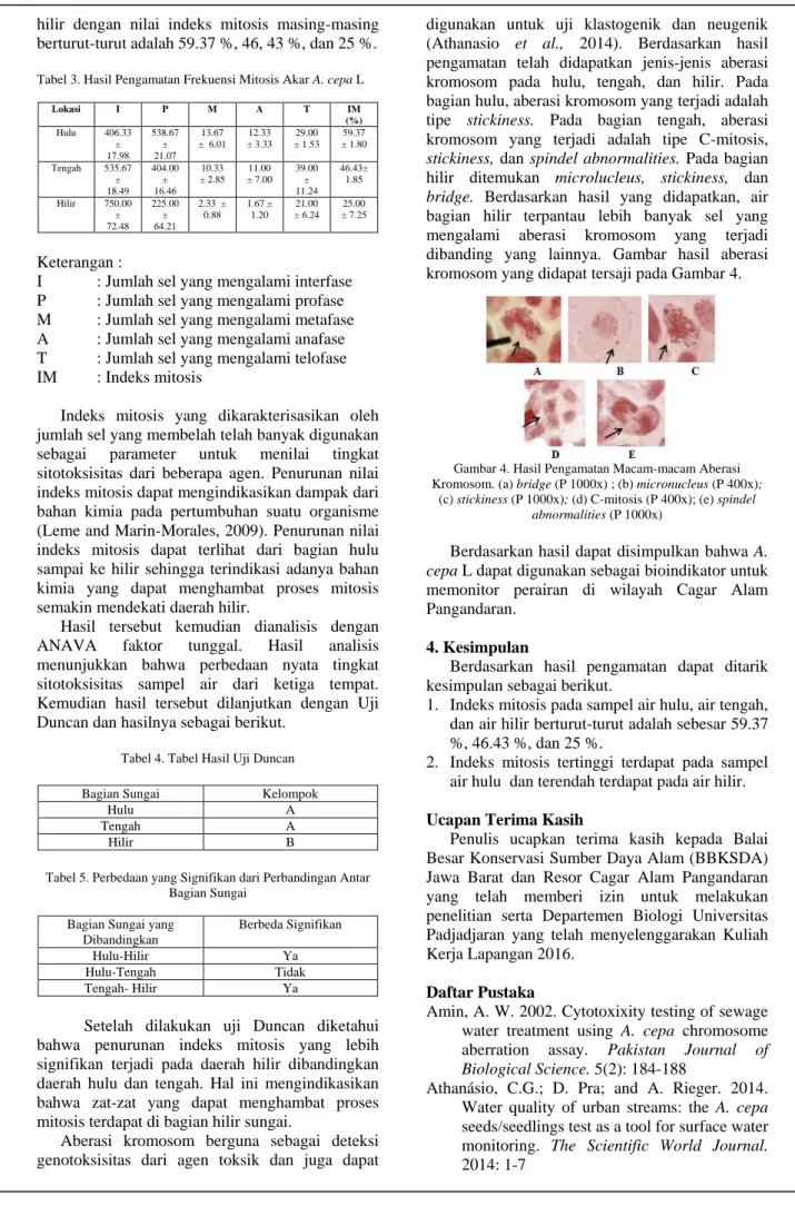 Tabel 3. Hasil Pengamatan Frekuensi Mitosis Akar A. cepa L 