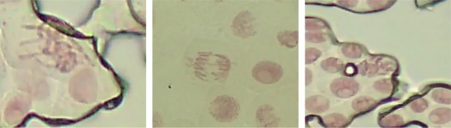 Gambar 3.3 Aberasi kromosom (dari kiri) C-mitosis,choromosomal bridge,chromosomal stickiness  (Dokumentasi pribadi,2015)