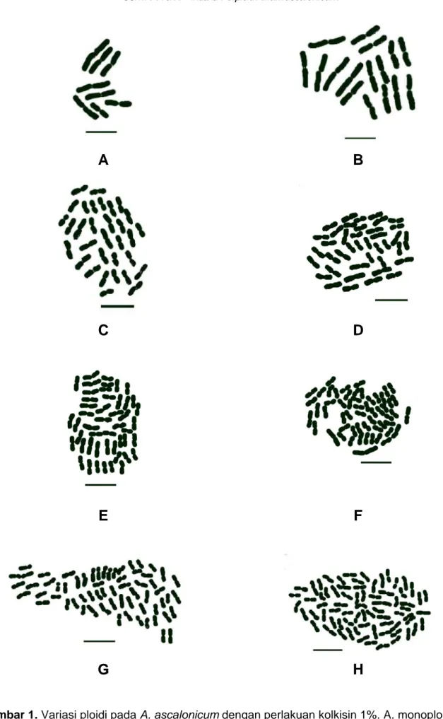 Gambar 1. Variasi ploidi pada A. ascalonicum dengan perlakuan kolkisin 1%. A. monoploid (1n), B