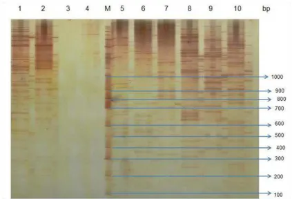 Table 1. AFLP primer combinations profiles on oil palm genomics DNA