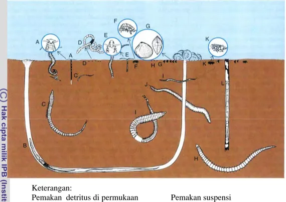 Gambar 3    Beberapa jenis bentos di pantai pasir datar (Nybakken, 2005) 