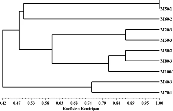 Tabel 5. Hasil pengamatan keragaman morfologi tunas regeneran