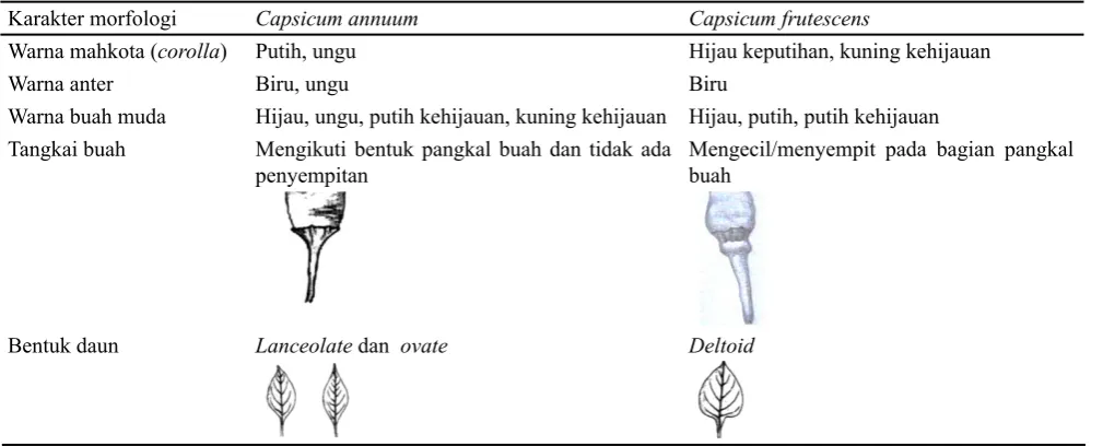 Tabel 3. Perbedaan morfologi cabai rawit antara spesies C. annuum dan C. frutescens