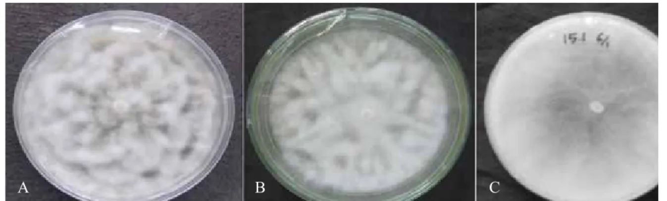 Gambar 1.  Motif koloni dari empat cendawan patogenik pada durian. (a) petallate,  (b)           stellate, dan (c) stoloniferous