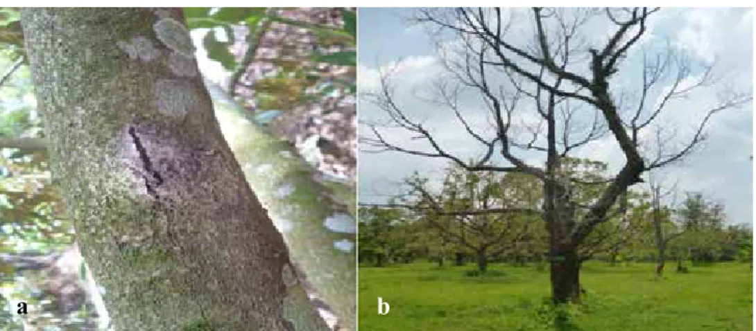 Gambar 7.   Gejala fisik pada tanaman durian yang terserang P. cucurbitacearum. (a) gejala  awal serangan dan (b) tanaman mati mengering