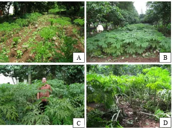 Figure 1. A. paeoniifolius     plants intercropped with coffee trees in Bogor, Indonesia