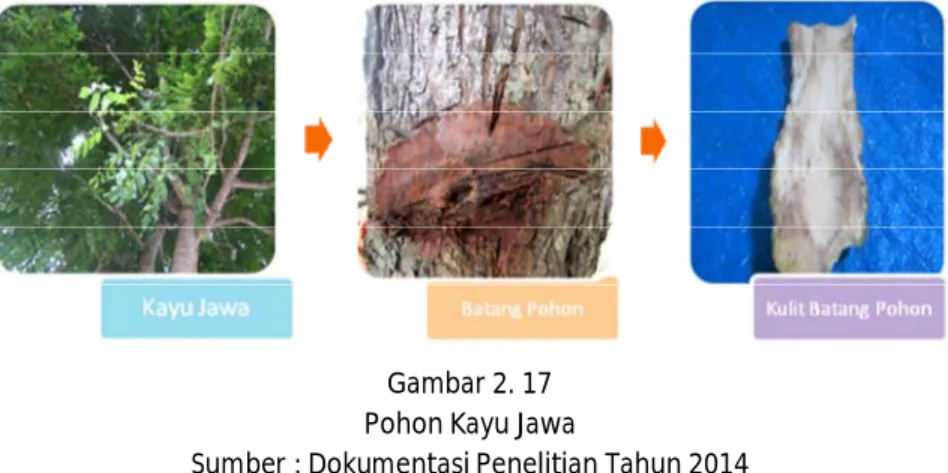 Gambar 2. 17  Pohon Kayu Jawa 
