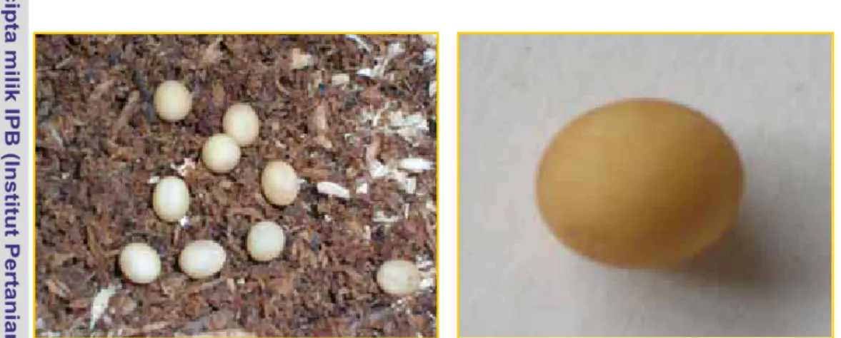 Gambar 5.4   Telur yang dihasilkan oleh O.bellicosa hasil pemeliharaan di                        laboratorium (ukuran 2 – 3 mm)