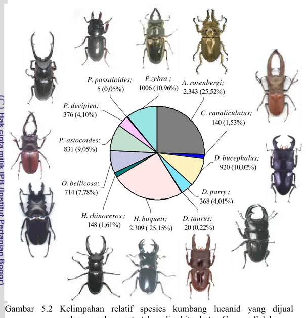 Gambar 5.2 Kelimpahan relatif spesies kumbang lucanid yang dijual  pedagang selama satu tahun di sekitar hutan Gunung Salak  