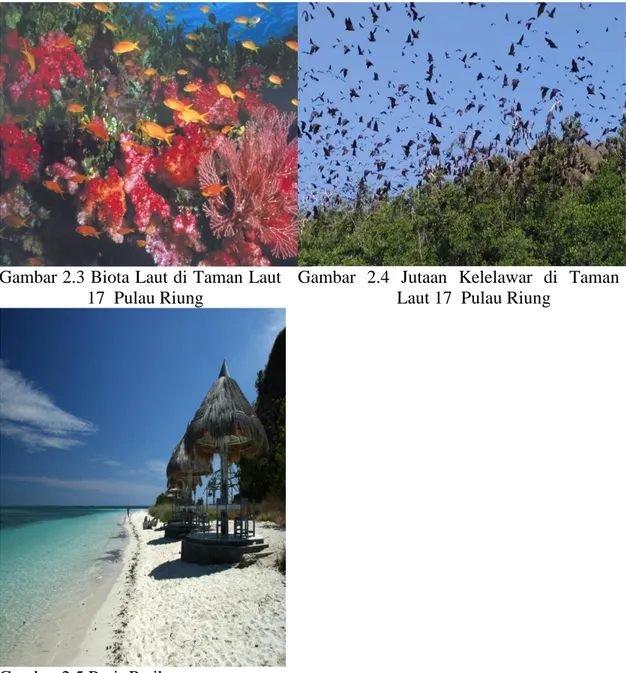 Gambar 2.3 Biota Laut di Taman Laut  17  Pulau Riung 
