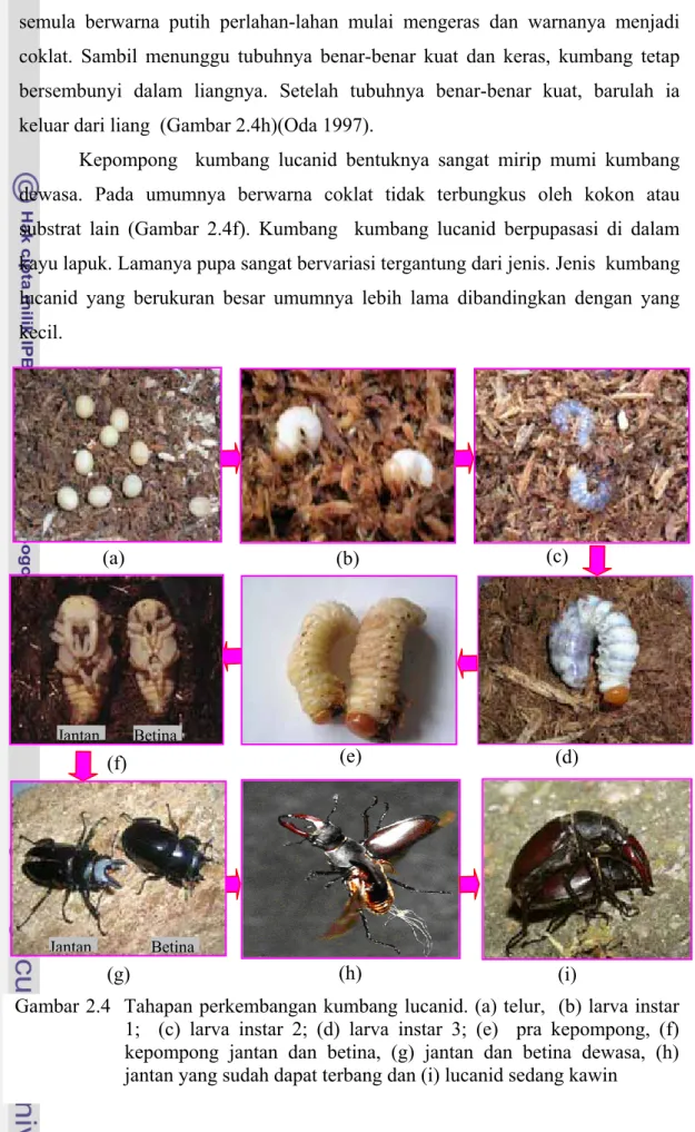 Gambar 2.4  Tahapan perkembangan kumbang lucanid. (a) telur,  (b) larva instar  1;  (c) larva instar 2; (d) larva instar 3; (e)  pra kepompong, (f)  kepompong jantan dan betina, (g) jantan dan betina dewasa, (h)  jantan yang sudah dapat terbang dan (i) luc