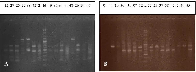 Gambar 1. Penampilan pita DNA hasil amplifikasi dari beberapa aksesi jarak pagar menggunakan primer OPE-15 (1A) dan OPH-13 (1B)