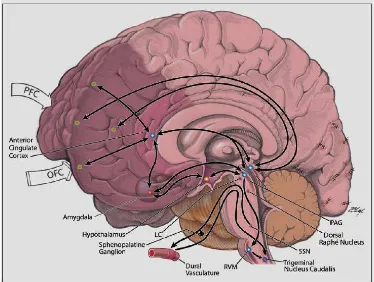 Gambar 1. Jalur neurolimbik migren, PAG sebagai generator migren. 