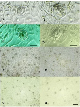 Tabel 3. Pengaruh perendaman protokorm dalam larutan kolkisin terhadap ukuran dan  kerapatan stomata planlet Phalae-nopsis amabilis dan Phalaenopsis amboinensis