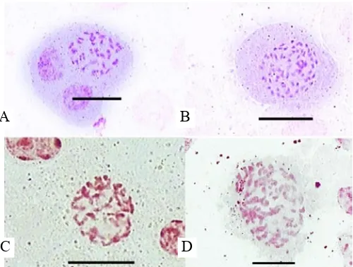 Gambar 2. Kromosom  Phalaenopsis amabilis dan Phalaenopsis amboinensis  setelah perendaman protokorm dalam larutan kolkisin.Kromosom P
