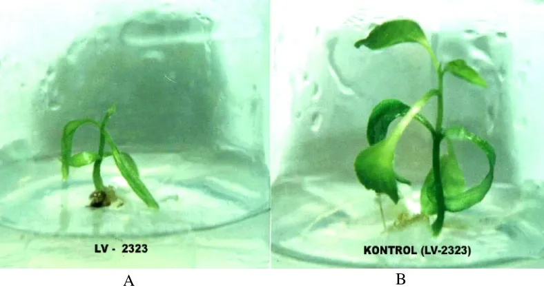 Gambar 2. Tanaman cabai merah besar LV-2323 yang berumur 2 bulan di media MS0. A= tanaman haploid hasil induksi ginogenesis, B= tanaman diploid dari biji normal