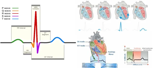 Gambar 2.1 Elektrokardiogram 