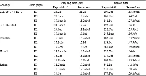 Tabel 3. Pengaruh pemupukan terhadap panjang akar dan jumlah akar ratun lima genotipe padi pada fase reproduktif dan pemasakan di lahan pasang surut