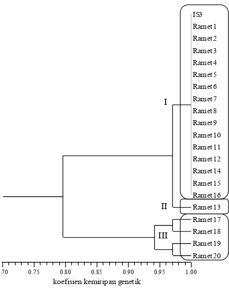 Gambar 4.  Dendrogram jarak genetik kelapa sawit ortet IS 10 dan  20 rametnya berdasarkan 20 pasang primer SSR  