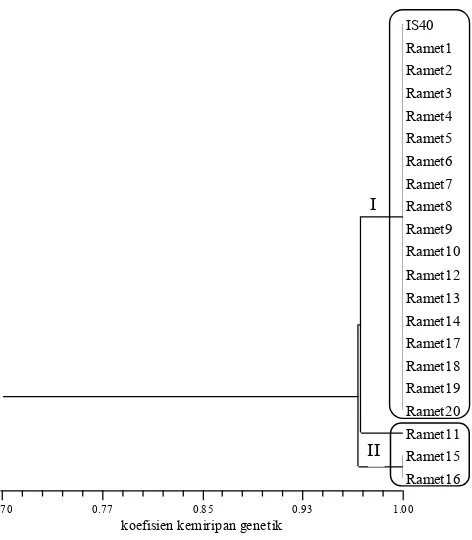 Gambar 7.  Dendrogram jarak genetik kelapa sawit ortet IS 40 dan 20 rametnya berdasarkan 20 pasang primer SSR  