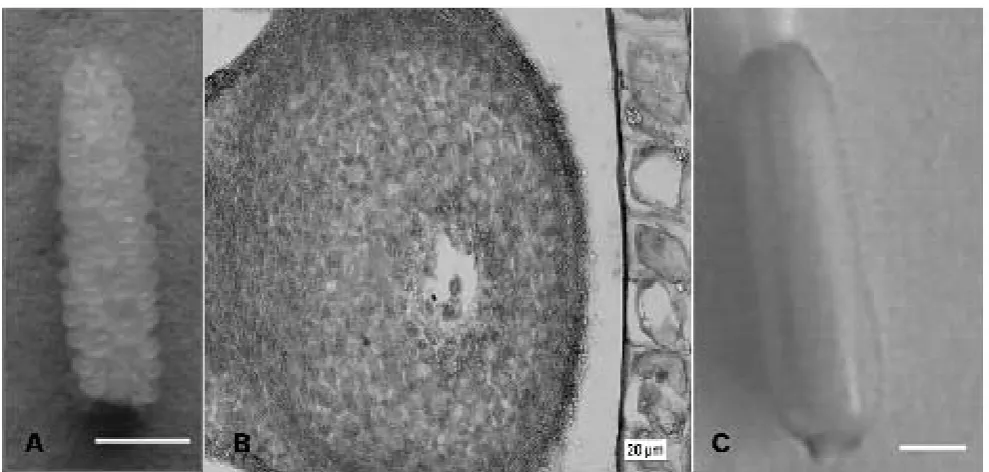 Gambar 1. Eksplan Dianthus chinensis. (A) multi ovul pada fase T7 (garis = 1 mm); (B) kantung embrio pada fase T7 (10 hari setelah munculnya primordia bunga); dan (C) ovari (garis = 1 mm)