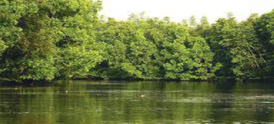 Gambar 1.23.  Hutan bakau di perairan Indonesia Sumber :https://www.google.co.id