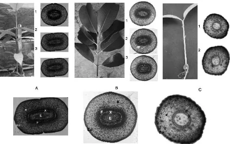 Gambar 2.  Penampang melintang batang manggis asal biji pada tiga posisi sampel (A), cabang plagiotrop pada tiga posisi sampel (B), dan batang manggis in vitro (C)