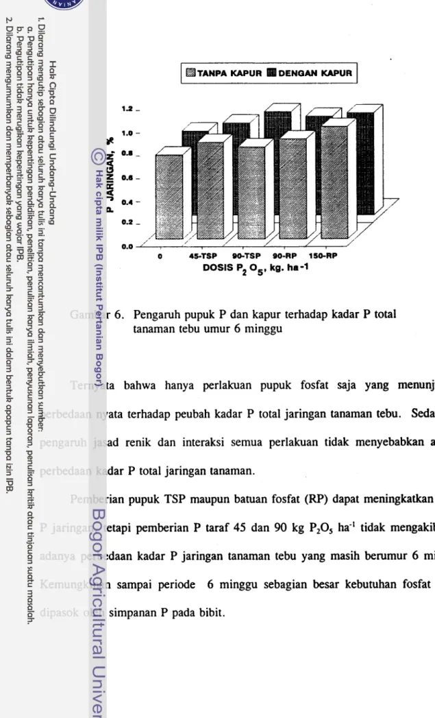 Gambar 6.  Pengamh  pupuk  P  dan kapur terhadap  kadar  P  total  tanaman  tebu  umur 6 minggu 