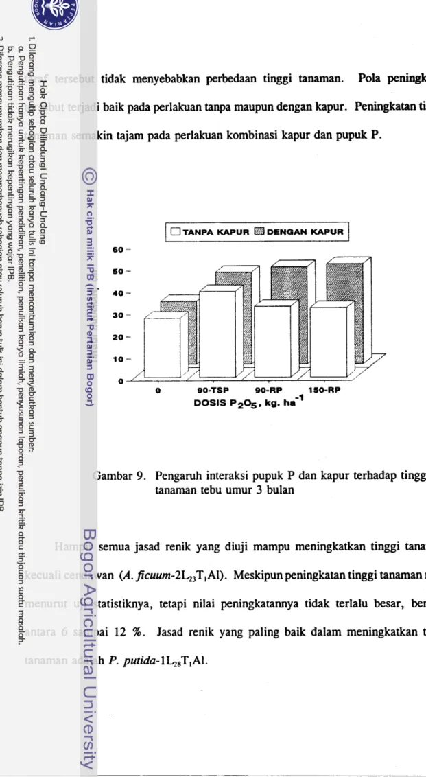 Gambar 9.  Pengaruh interaksi pupuk  P dan kapur terhadap tinggi  tanaman tebu  umur  3 bulan 