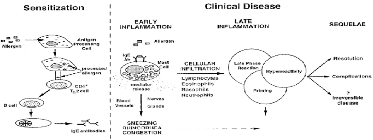 Gambar 1 Patofisiologi Rinitis Alergi  2