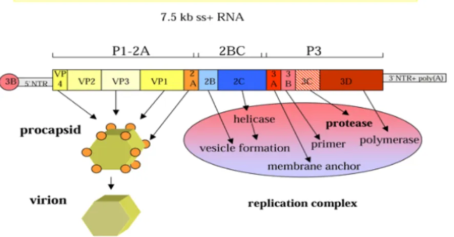Gambar 2. Struktur viru hepatitis A (Parna, 2006)