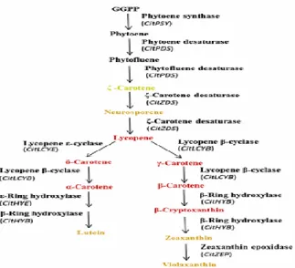 Gambar 1 Jalur biosintesis karotenoid pada jeruk (Xu Wei et al., 2014) 