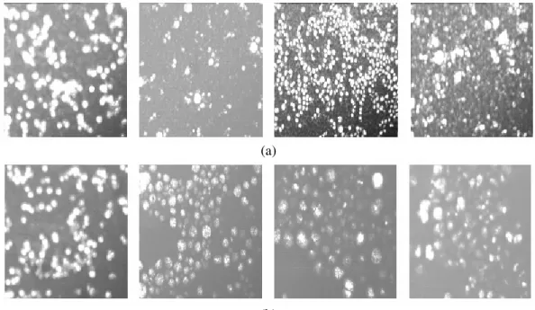 Gambar 6. Visualisasi mikroskopis (perbesaran 100 x ) EPF dengan surfaktan Span 80, Span 40  (b)  dan Tween  80;  komposisi air berturut-turut  32%,  30%,  28%  dan  26%  berat  pada  komposisi  PP  dalam HSD sebesar: (a) 1%; (b) 5% 