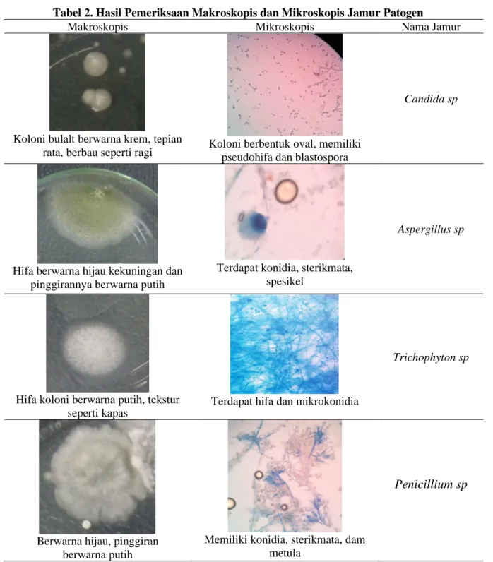 Tabel 2. Hasil Pemeriksaan Makroskopis dan Mikroskopis Jamur Patogen 