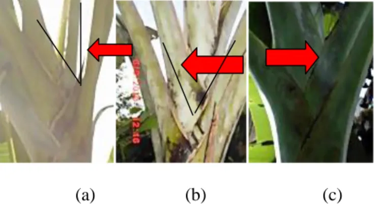 Tabel  2  menunjukkan  bentuk  tepi  pangkal  daun  (petiolus)  pisang,  secara  umum  memperlihatkan  ada  3  variasi,  dilihat  dari  bentuk  tepi  pangkal  pelepah  daun  pisang