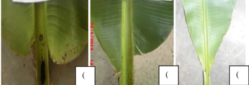 Gambar  5:  Bentuk  pangkal  daun  dari  semua  jenis  pisang:  yaitu  (a)  membulat  keduanya, (b) satu sisi membulat, dan (c) bentuk pangkal daun yang  meruncing dua sisinya